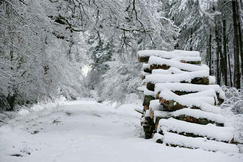 Logs for sale in kent Logs for sale maidstone